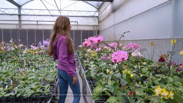 Голубые орхидеи Yaphon смотреть онлайн