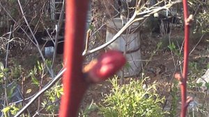 отличие сеянца абрикоса от привитого  для  сибири