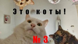 Большая подборка котов! Смешные Видео. До слез. Часть 3!  Приколы!