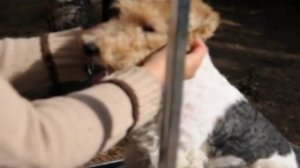 Тримминг фокстерьера. Wire Fox Terrier trimming