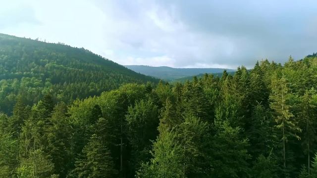 Пение птиц в лесу для медитации и релакса - Звуки природы смотреть онлайн