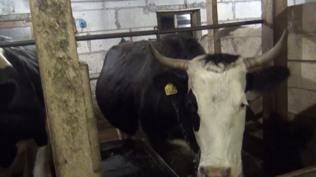 Что влияет на привесы бычков выбор содержания телят смотреть онлайн