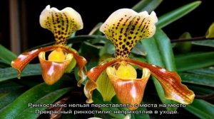 Сорта и виды орхидей — описание и уход