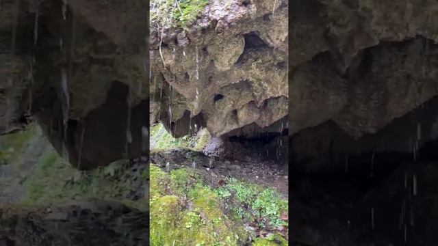 Тисо-самшитовая роща. Февраль