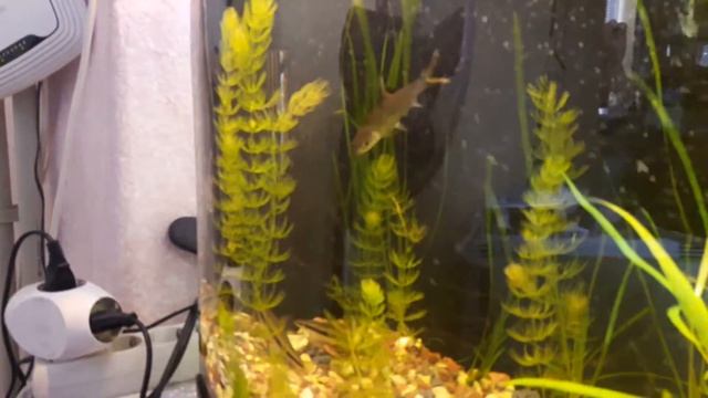 Акулий бала смотреть онлайн