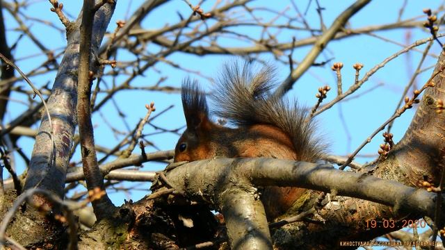 БЕЛКА ПЕСЕНКИ ПОЕТ И ОРЕШКИ ВСЁ ГРЫЗЁТ 2020 смотреть онлайн