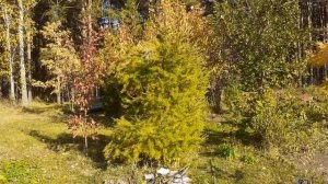 Разного цвета хвоя у лиственницы одного вида, осень. Композиция. Небольшой обзор.
