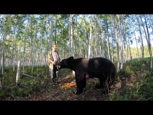 Дуська исчезла. Медведи.