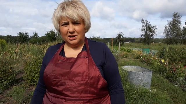 ЗЕМЛЯНИКА САДОВАЯ ИЗ СЕМЯН. Посадка в грунт. Мой опыт. смотреть онлайн