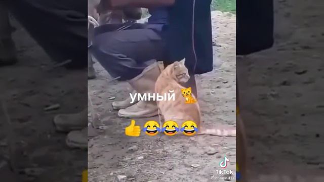 Котик любит парное молоко🤗  (ставим лайки)