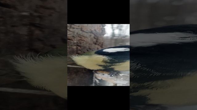Ещё про синицу и червячка