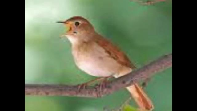 Gesang einer Nachtigall- Gute Qualität zum Zuhören- Aus Berlin Friedrichshain смотреть онлайн