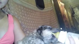 Как кормить 2-ух недельного щенка?