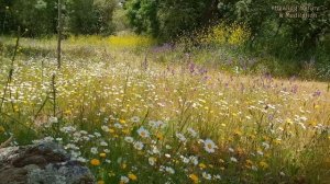 Relaxing Nature Ambience Meditation?GOOD MORNING SPRING NATURE THERAPY?Flowery MEADOW Healing Sound