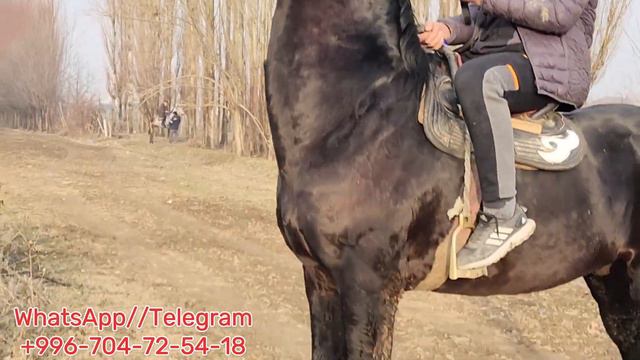 Черный Тигр Камбарда👍23 января 2024 г. смотреть онлайн