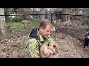 Как меняется ХАРАКТЕР ЛЬВЯТ?