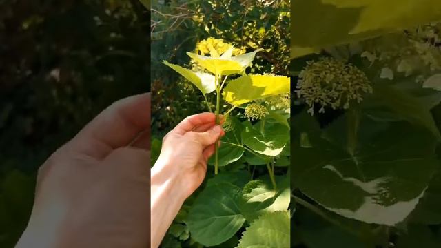 Как легко укоренить Гортензий смотреть онлайн