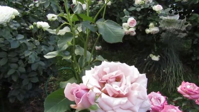 Мой Розовый Сад 2021г.Роза Симпли Джорджиус (Simply Gorgeous). смотреть онлайн