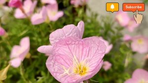 Pink Ladies #Pink evening Primrose. || How to care and grow #Hanging basket flower ornamental plant