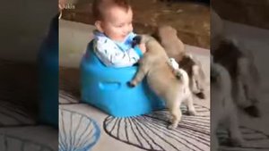 Про собачек