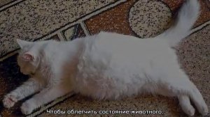 У кота раздулся живот: причины вздутия и лечение