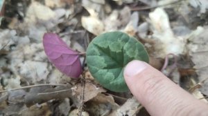 Цикламен Пурпурный ( Краснокнижное растение)