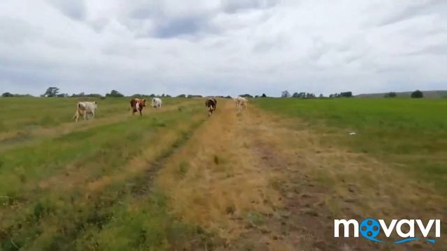 Обзор нашего стада Коров. смотреть онлайн