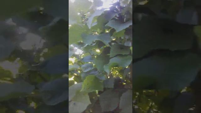 📹 Доброе утро ромашки!