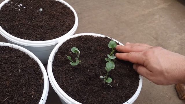 Тонкости перевалки дихондры в кашпо, нюансы. Описание дихондры. смотреть онлайн