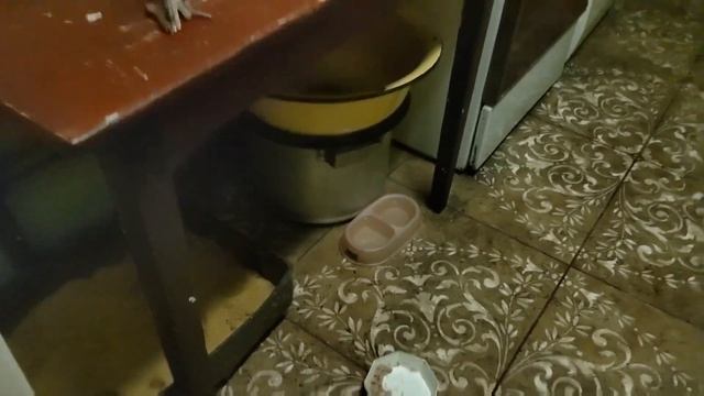 Решили сделать ремонт в комнатах. Лечим птицу..