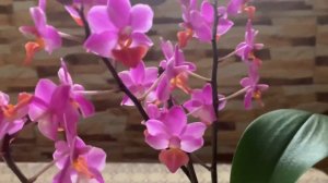 Цвітіння орхідеї фаленопсис LIU'S TRIPRINCE 'PINK