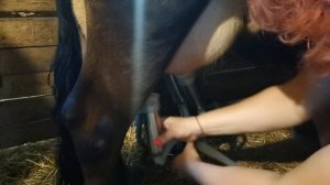 Доение коровы аппаратом.