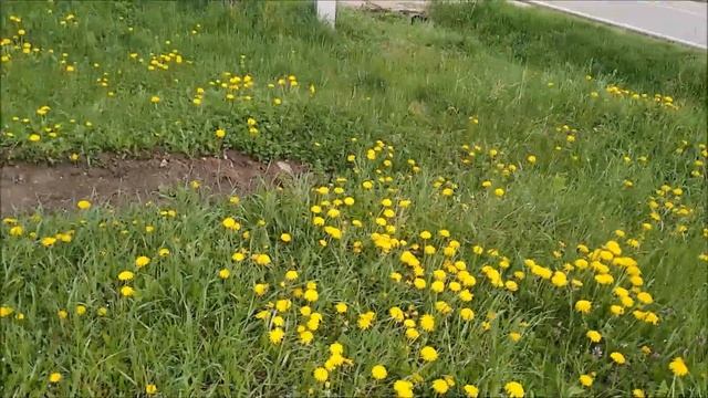 Собираю одуванчик не пропустите цветение смотреть онлайн