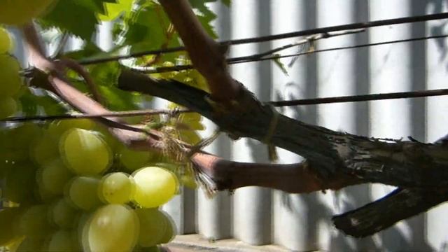 Виноград Сенатор Бурдака смотреть онлайн