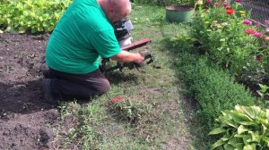 Посеяли семена горчицы на картофельном участке.