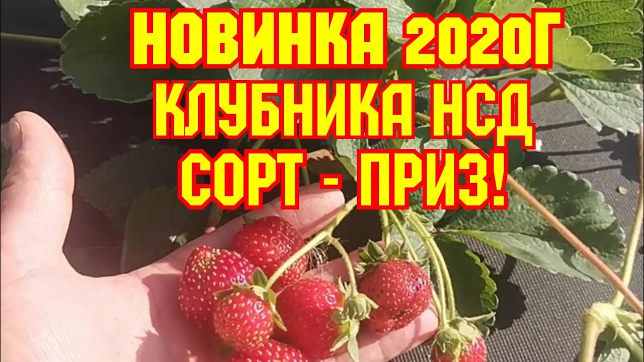 Новый сорт клубники нсд, с высокими вкусовыми качествами, сорт Приз! смотреть онлайн