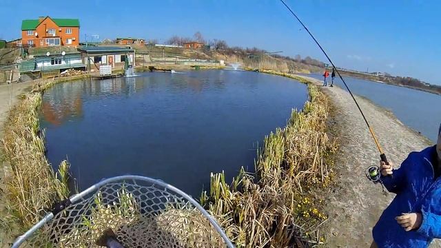 Блесной в лоб :(( С ребенком на рыбалке - прудовая форель смотреть онлайн