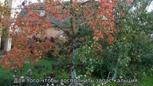 Краснеют листья на яблоне: что это такое