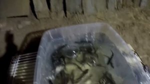 КАК ДОЛГО ХРАНИТЬ ЖИВЦА в большом количестве