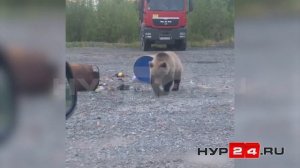 Медведь в Новом Уренгое