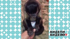 Обезьянка-маникюрша. Видели видео? Фрагмент выпуска от 13.09.2020