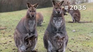 #2035. Кенгуру (В мире животных)