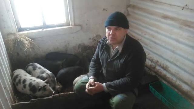 Поросята Вьетнамские или белые! опыт разведения