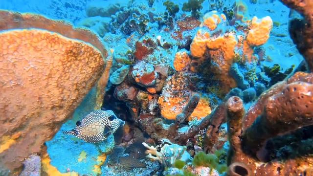 Cozumel Dive Day 5 - July 16, 2020 смотреть онлайн