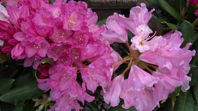 Rhododendron (Yakushimanum) ´Kalinka´