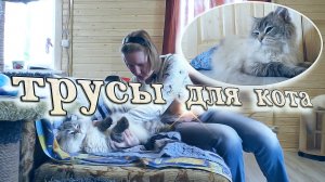 Сибирские Невские Маскарадные Кошки - Трусы для Кота ?