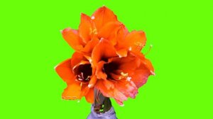 ✔Green Screen Amaryllis Flower Bloom in HD 1080 - royalty free