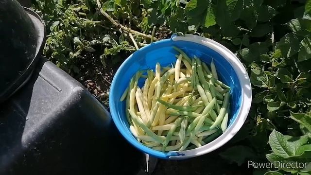 Стручковая овощная фасоль. Как фасоль растёт и какой с неё урожай. Собираю, режу и готовлю)