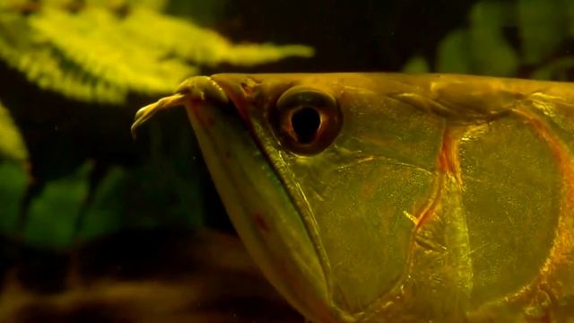 Рыба дракон, животные Африки, аравана, африканская аравана. смотреть онлайн