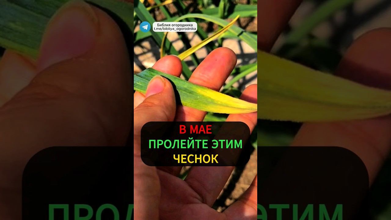 Чеснок никогда не пожелтеет, если полить в мае чеснок этим #огород #урожай #чеснок #подкормка #дача